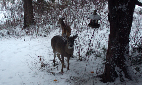 Young White-tailed Deer in winter