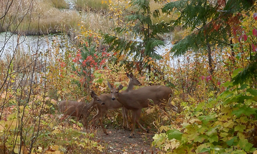 Fall White-tailed Deer Family